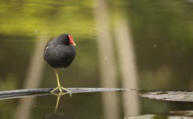 水雞|Gallinula chloropus chloropus 